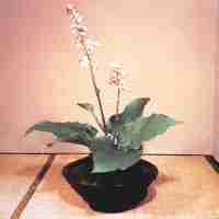 Ikebana, a arte do arranjo floral.