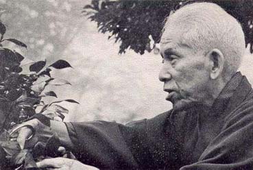 MS-cortandocameliaperfilesq.JPG (26171 bytes)